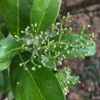 Mastixia tetrandra (Wight ex Thwaites) C.B.Clarke